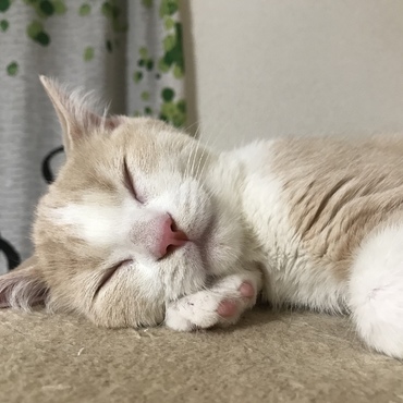 キャットタワーで一休み♥️