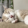 キャットタワーで一休み♥️