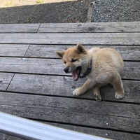 もも りん
