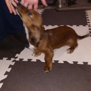 ミニチュアダックスの男の子