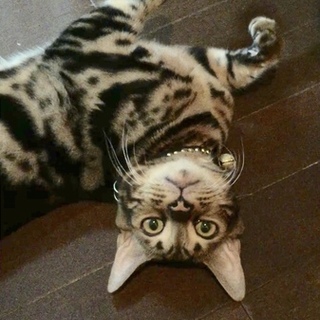 ベンガルくん 里親募集しています！