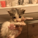生後1カ月位の子猫2匹です