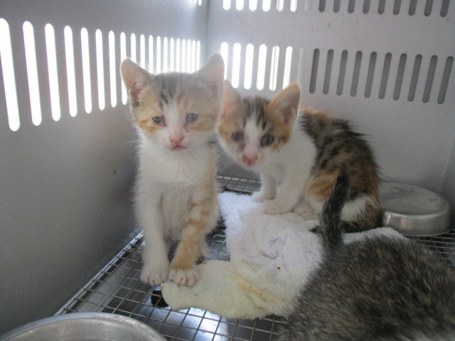 里親決定！ サムネイル2