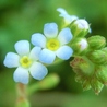 millefleurs33