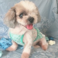 モコ