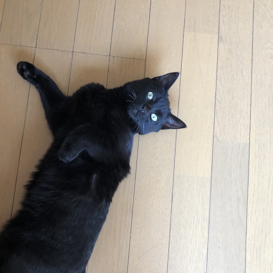 ザクロのカバー写真