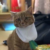 ルーチェ