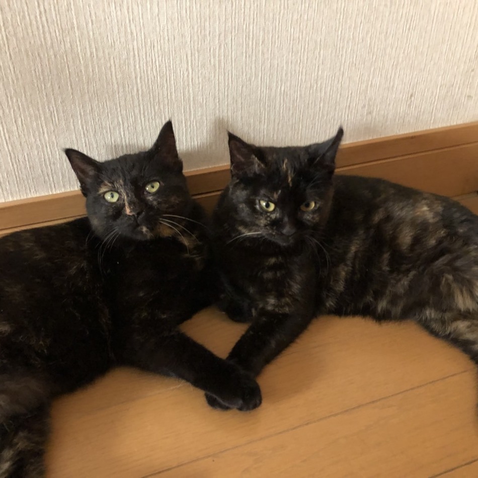 ダンテのカバー写真