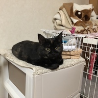 ノッコ