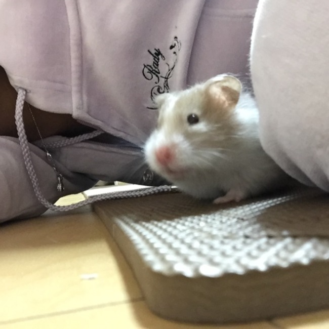 ろろみのカバー写真