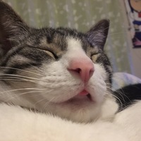 めら