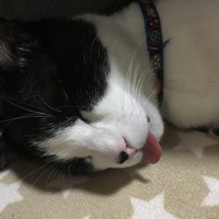とと