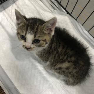 山口県萩市 生後約1カ月の白キジちゃん