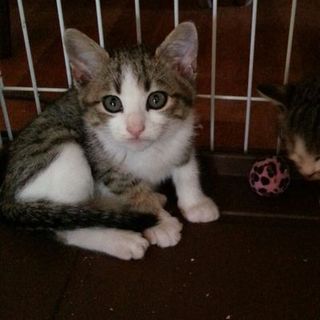 ゴロちゃん、2ヶ月、キジ白、男の子