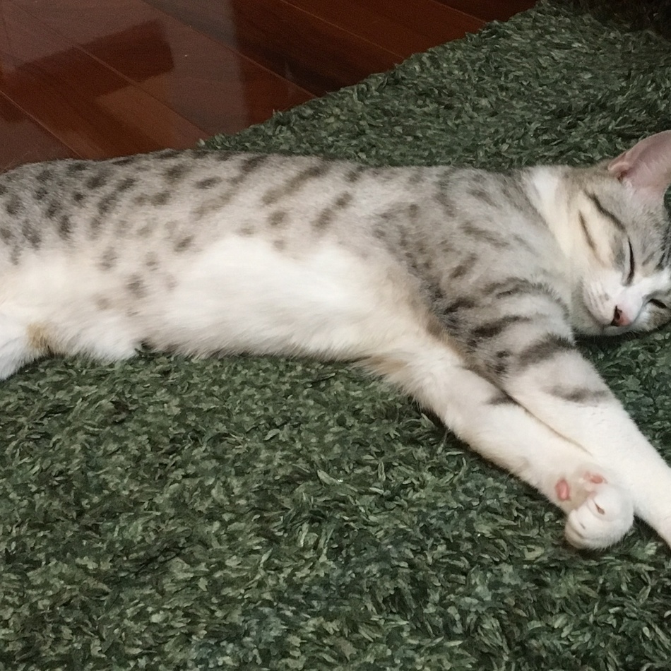 NIXのカバー写真