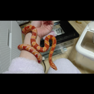 良い里親さんが見つかりました！