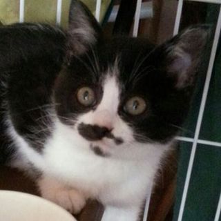 ゴクウちゃん、2ヶ月、男の子