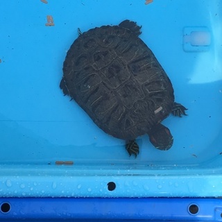 ミドリガメのミッピーちゃん の新しいお家募集中