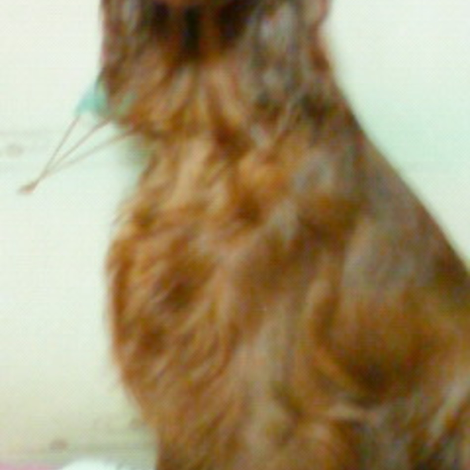 Welliyのカバー写真