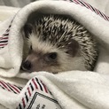 ハリネズミ♂二才