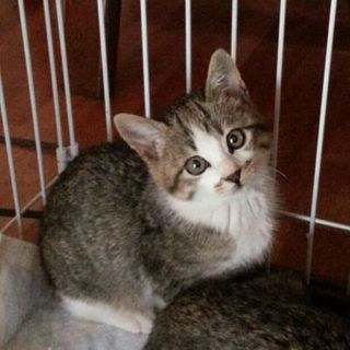 ワン丸くん、2ヶ月、可愛い顔の男の子