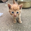 保護の子猫 5匹の兄弟
