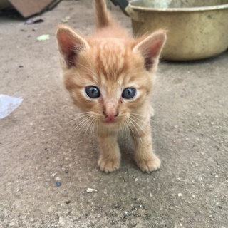 保護の子猫 5匹の兄弟