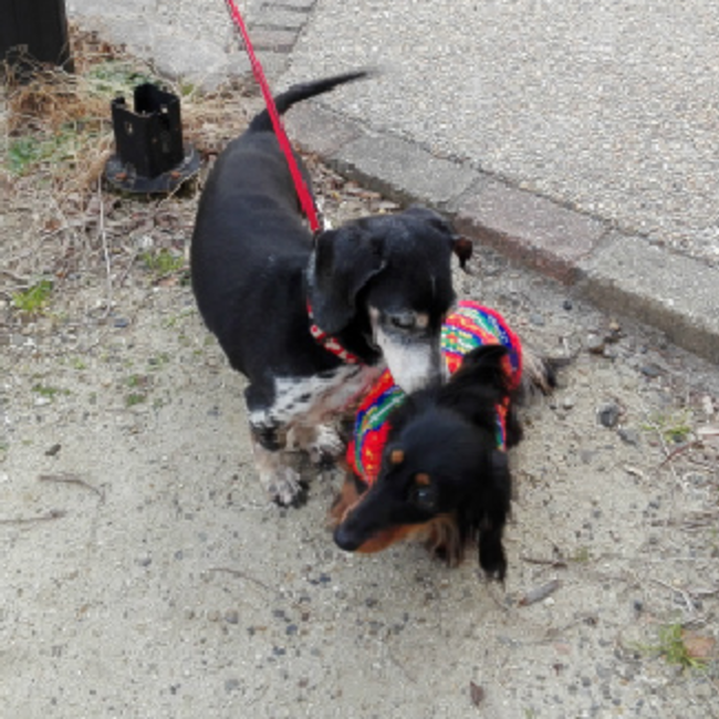 ＰＯＰＯＬＯのカバー写真