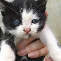 子猫   5匹の兄弟  ②