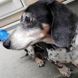 狂犬病予防接種