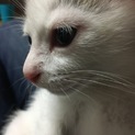 再度募集です！