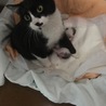 18.4.25撮影  18.4.21生まれの子猫2匹と母猫