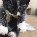 保護の子猫 兄弟5匹  ④