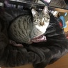 さしろ
