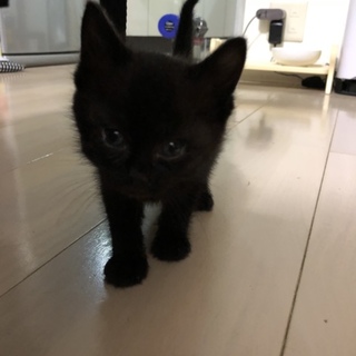 クロネコの里親募集