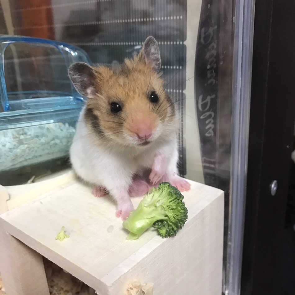 Jiroのカバー写真