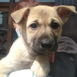 5月19日(土)に愛知県蒲郡市で犬猫の譲渡会！