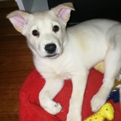 5月19日(土)に愛知県蒲郡市で犬猫の譲渡会！ サムネイル2