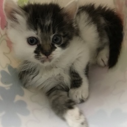 5月19日(土)に愛知県蒲郡市で犬猫の譲渡会！ サムネイル3