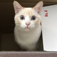 パール