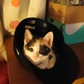 3月18日生まれの子猫3匹です♪