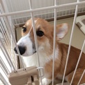 急募！6ヶ月コーギー雄