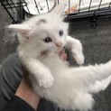 仔猫の里親募集します4匹