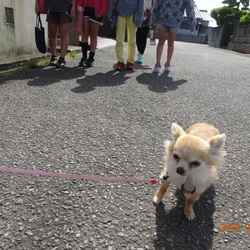 拝啓、繫殖犬だったみんなへ