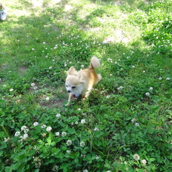 「拝啓、繫殖犬だったみんなへ」サムネイル2