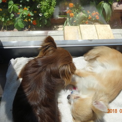 「拝啓、繫殖犬だったみんなへ」サムネイル3