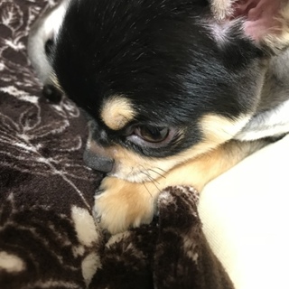 チワワ 三重県が募集対象 子犬 里親募集情報 ペットのおうち 月間利用者150万人