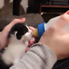 チームねこまんま さん