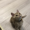 麦