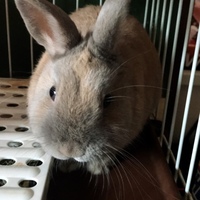 あず